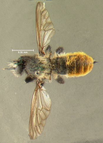 Media type: image;   Entomology 12840 Aspect: habitus dorsal view